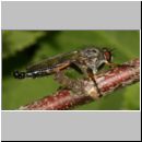 Neoitamus cyanurus - Raubfliege m02 Deister.jpg